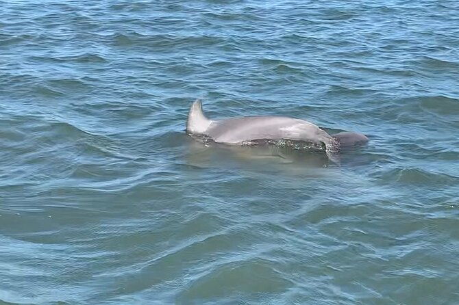 private-charleston-dolphin-and-eco-boat-tour