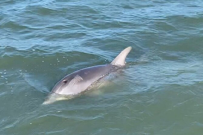 private-charleston-dolphin-and-eco-boat-tour