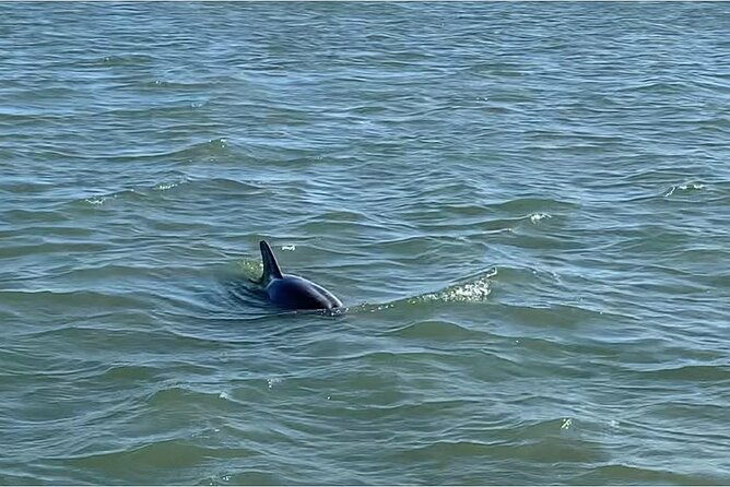 private-charleston-dolphin-and-eco-boat-tour