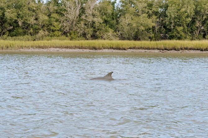 private-charleston-dolphin-tour