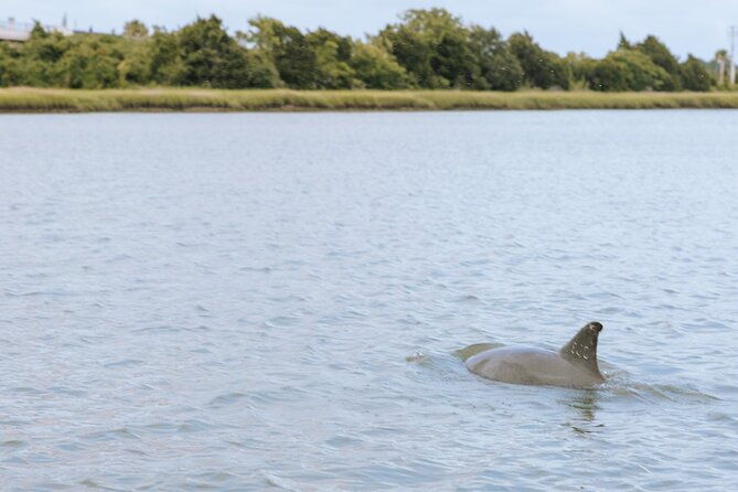 private-charleston-dolphin-tour