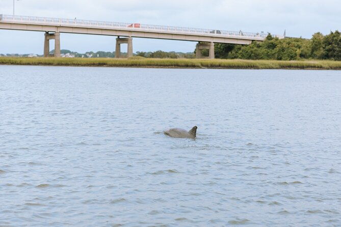 private-charleston-dolphin-tour