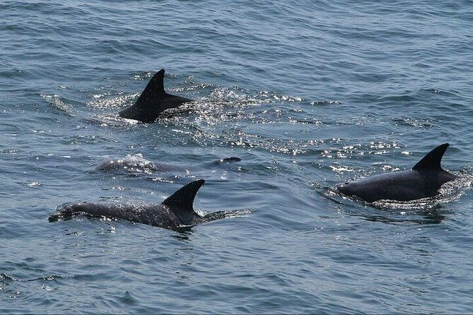 private-charleston-dolphin-tour