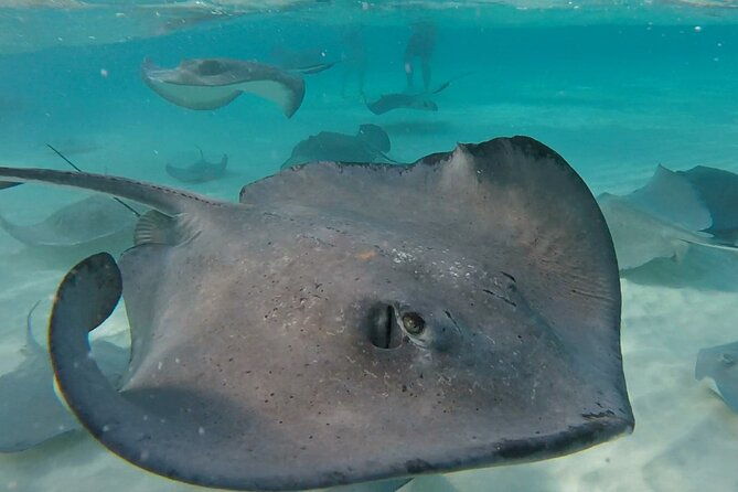 private-charter-28ft-grady-white-stingrays-snorkeling-starfish
