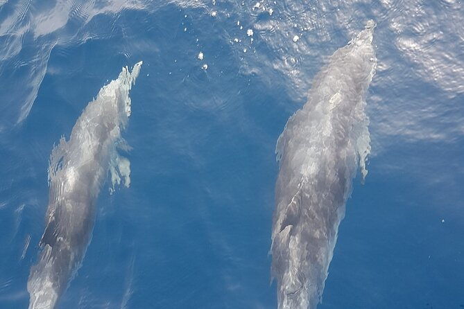 private-charter-3-hours-whale-encounter-puerto-colon-adeje