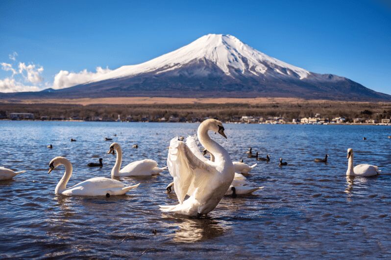 Private charter car one day trip for Mt fuji - Key Points