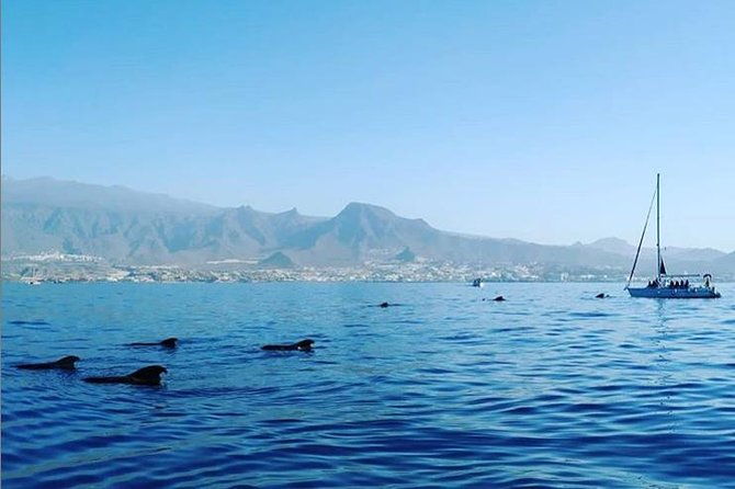 private-charter-in-tenerife-south-max-7-people