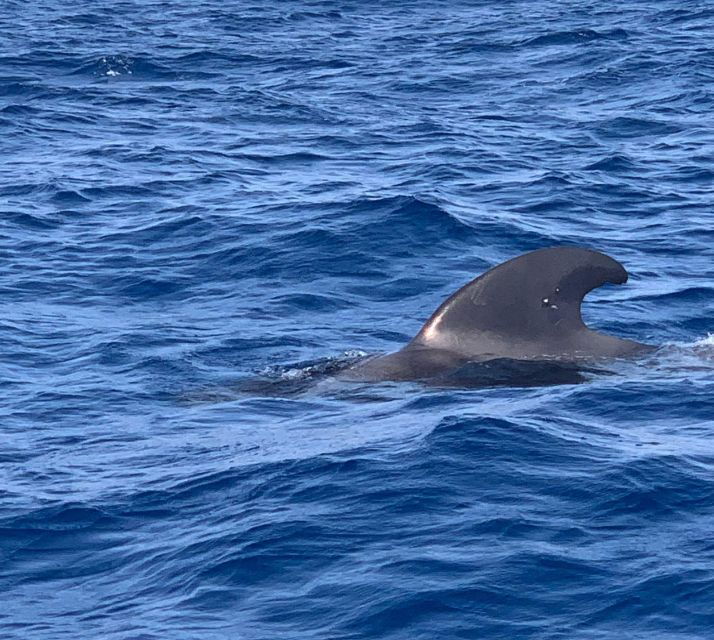 private-charter-private-charter-to-see-the-whales-3-hours