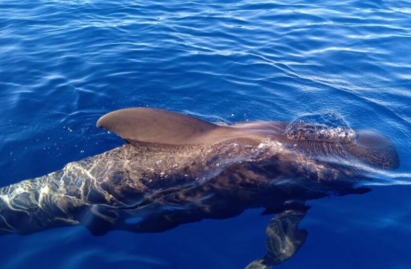 private-charter-private-charter-to-see-the-whales-3-hours