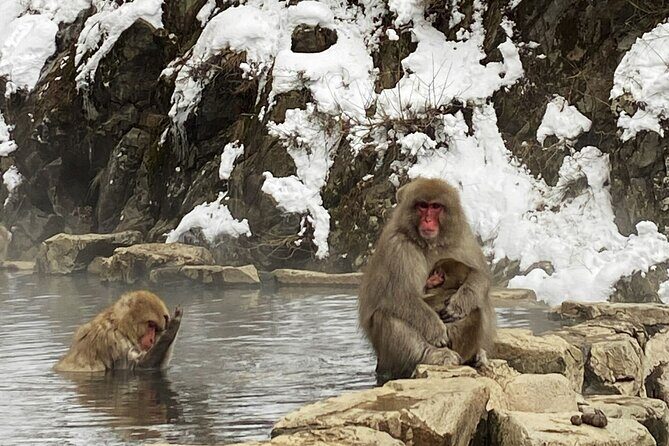 Private Charter Service to Visit Snow Monkey Park - Additional Costs and Planning