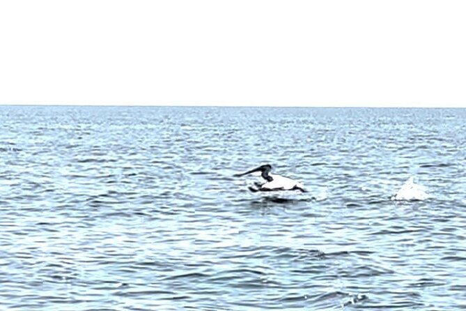 private-charters-on-saginaw-bay-for-fishing-or-birdwatching
