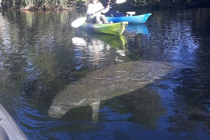 private-chassahowitzka-river-exploration-kayak-tour