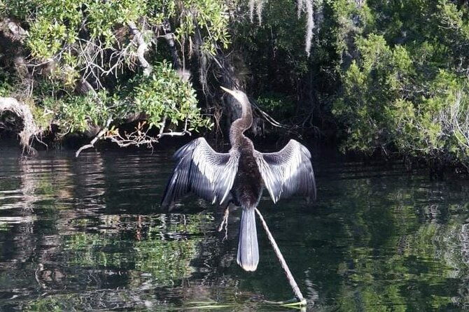 private-chassahowitzka-river-exploration-kayak-tour
