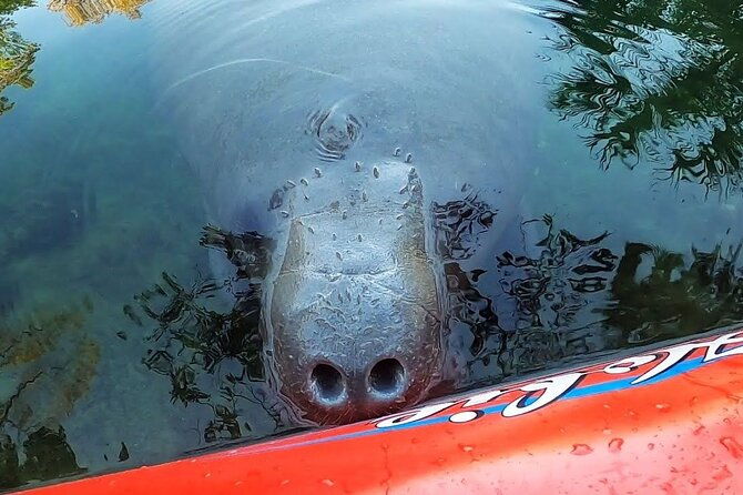 private-chassahowitzka-river-exploration-kayak-tour