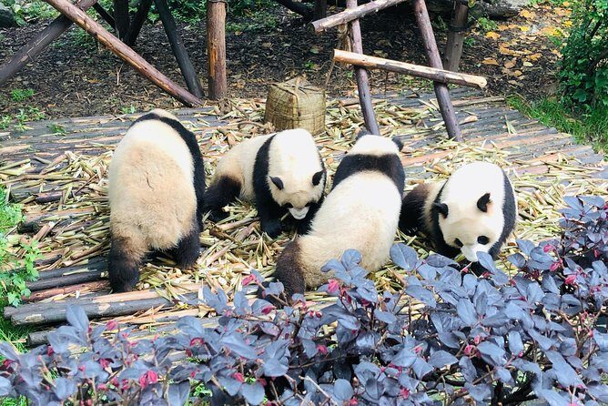 Private Chengdu City Highlight Day Tour - Final Thoughts: Who Should Consider This Tour?