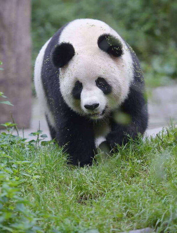 private-chengdu-highlights-tour-with-panda-breeding-base