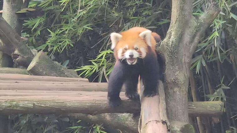 private-chengdu-highlights-tour-with-panda-breeding-base