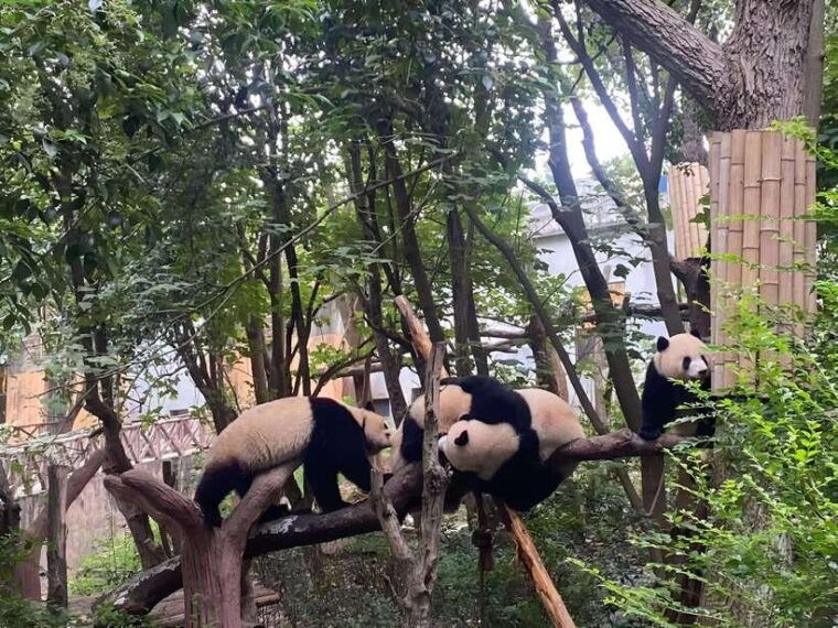 private-chengdu-highlights-tour-with-panda-breeding-base