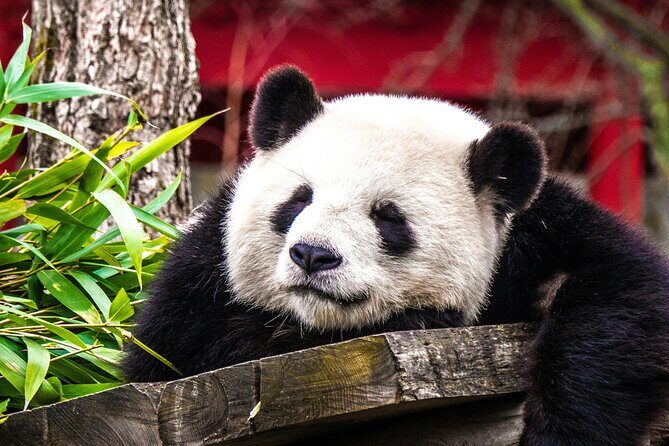 Private Chengdu Panda Breeding Research Base Ticket and Guide opt - Final Thoughts: Is It Worth It?