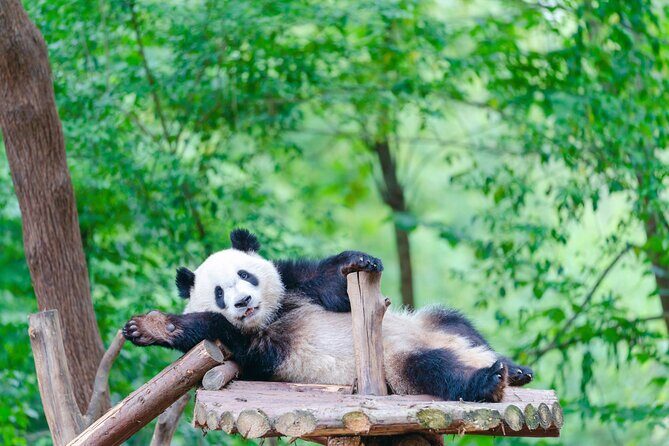 Private Chengdu Panda Breeding Research Base Ticket and Guide opt - FAQs