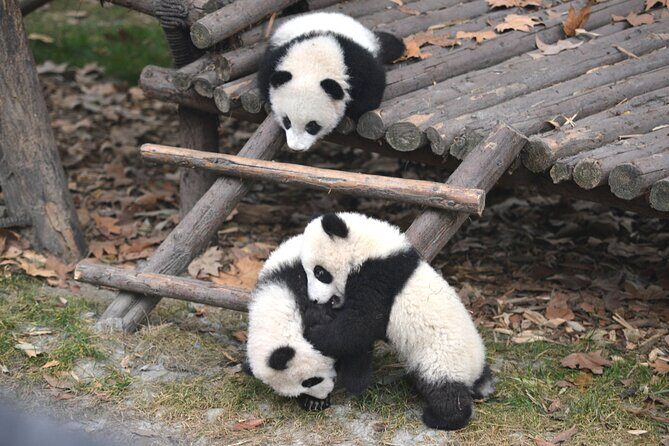 Private Chengdu Panda Tour with Hotel Pickup - Key Points