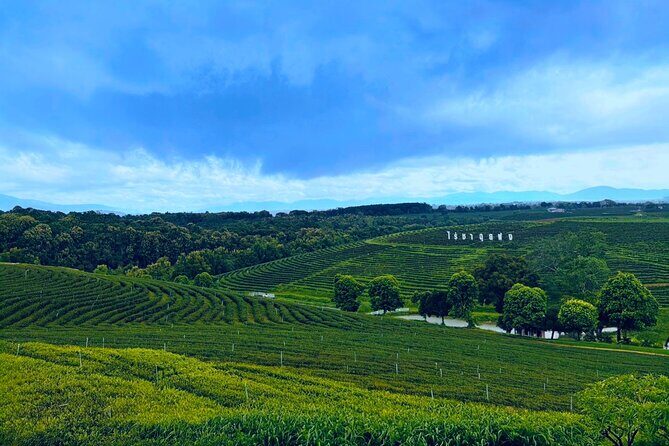 Private Choui Fong and Golden Triangle Explorer from Chiang Rai - Who Is This Tour Best For?