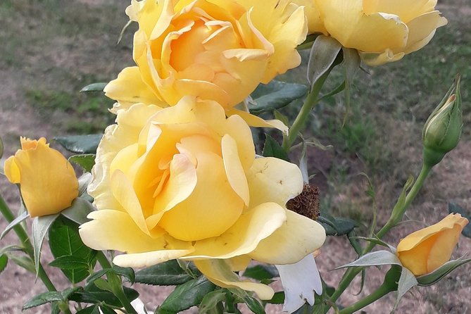 private-circus-maximus-and-aventine-keyhole-tour