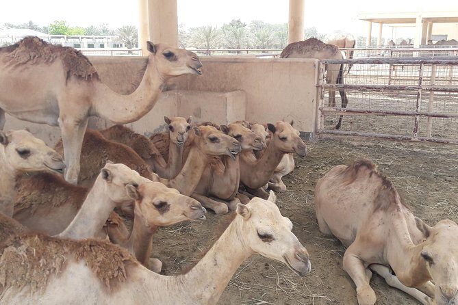 Private City tour and Sightseeing in Bahrain - Key Points  