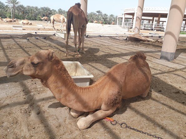 Private City tour and Sightseeing in Bahrain - Frequently Asked Questions  