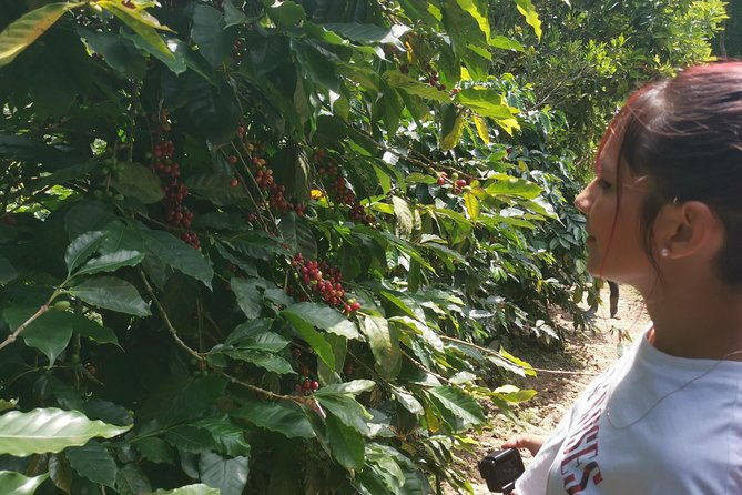 private-city-tour-in-bucaramanga-and-artisanal-coffee-tasting-2