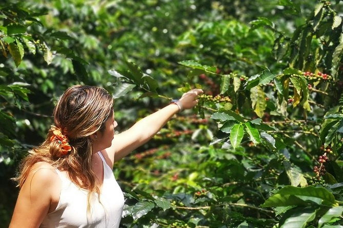 private-city-tour-in-bucaramanga-and-artisanal-coffee-tasting