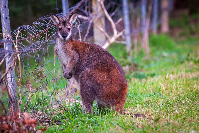 Private Coast & Kangaroo Valley Wildlife Escape Tour From Sydney - The Itinerary Breakdown: What to Expect from Start to Finish