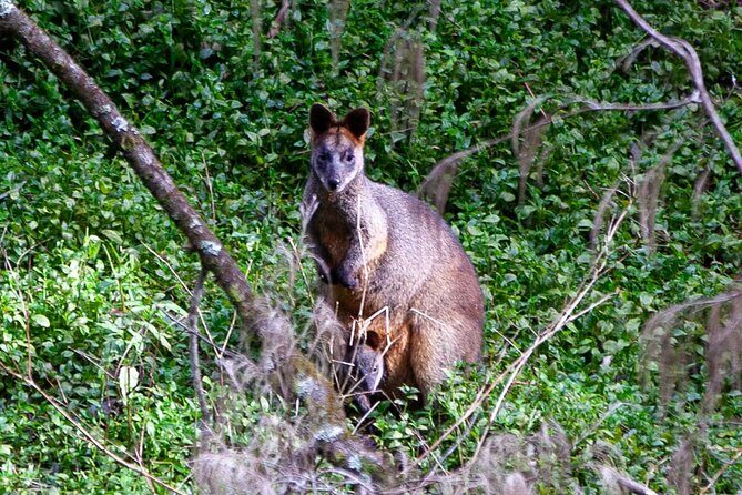 Private Coast & Kangaroo Valley Wildlife Escape Tour From Sydney - Final Thoughts: Is It Worth It?