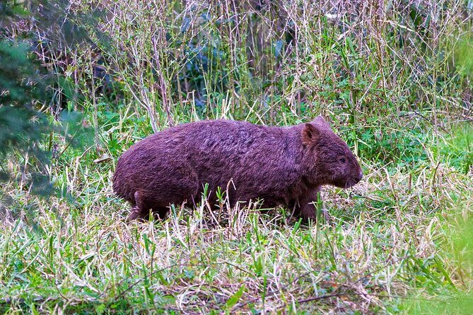 Private Coast & Kangaroo Valley Wildlife Escape Tour From Sydney - FAQ