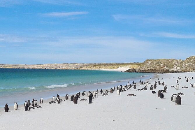 private-coastal-gems-tour-penguins-scenery-stanley