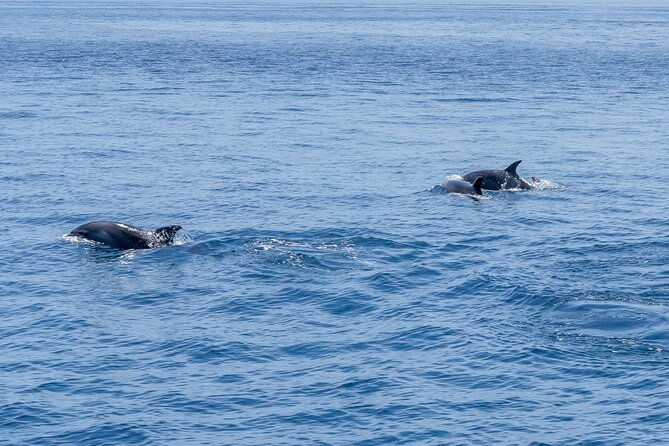 private-coastline-and-dolphins-yacht-cruise-from-albufeira