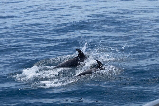 private-coastline-and-dolphins-yacht-cruise-from-albufeira