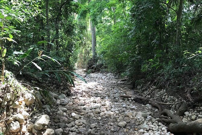 private-cotton-top-tamarin-adventure-tour