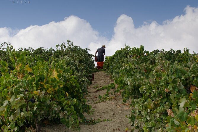 private-cretan-gastronomic-experience-winery-visit-with-tastings-cooking-class