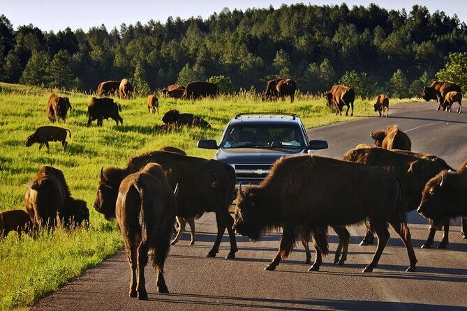 private-custer-state-park-safari-and-hiking-tour-2