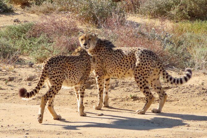 Private Custom Day Tour from Cape Town - What Sets This Tour Apart?  