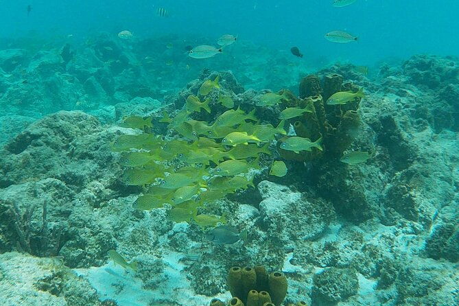 private-custom-snorkeling-and-cruising-experience-in-aruba