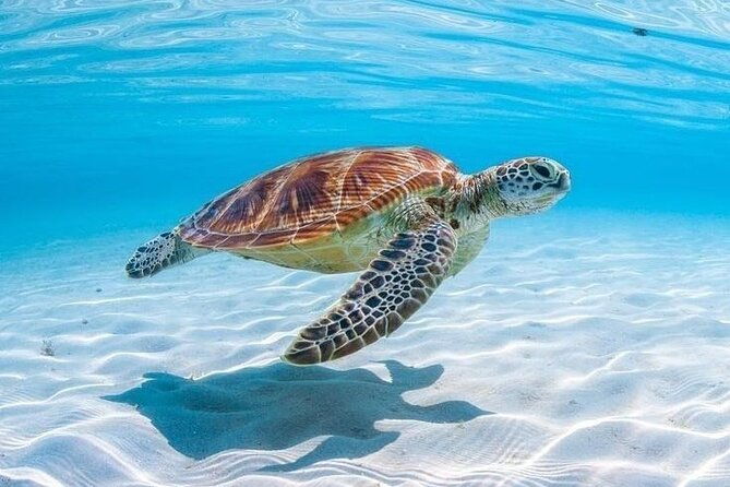 private-custom-snorkeling-and-cruising-experience-in-aruba