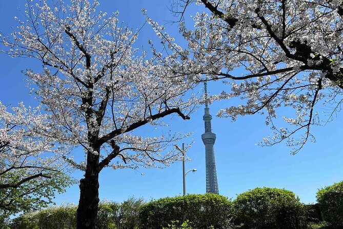 Private Custom Tour in Tokyo with a Bilingual Japanese Guide - Key Points