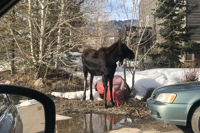 private-custom-tour-of-the-foothills-of-denver-dillon-and-breckenridge
