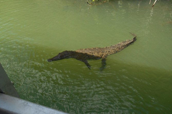 private-customizable-waterfalls-crocodiles-rum-tasting-or-pelican-bar-tour