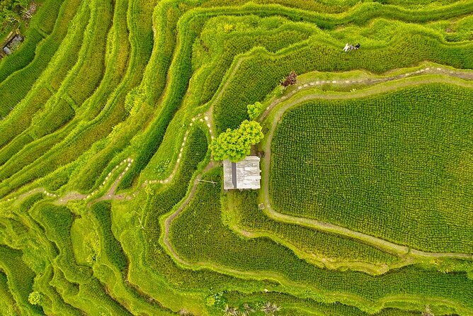 Private Customize Ubud Day Tour With Experienced Driver - What Makes This Tour Stand Out?  