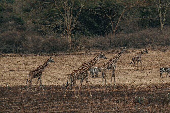 Private Cycle to Kilimanjaro Bike Park Safari - Key Points