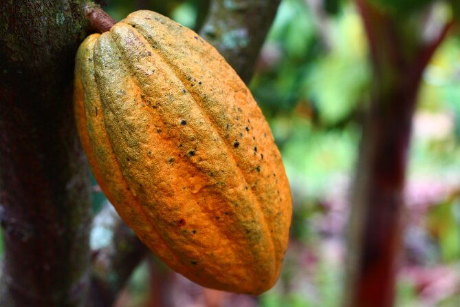 private-dark-chocolate-tasting-tour-in-paris