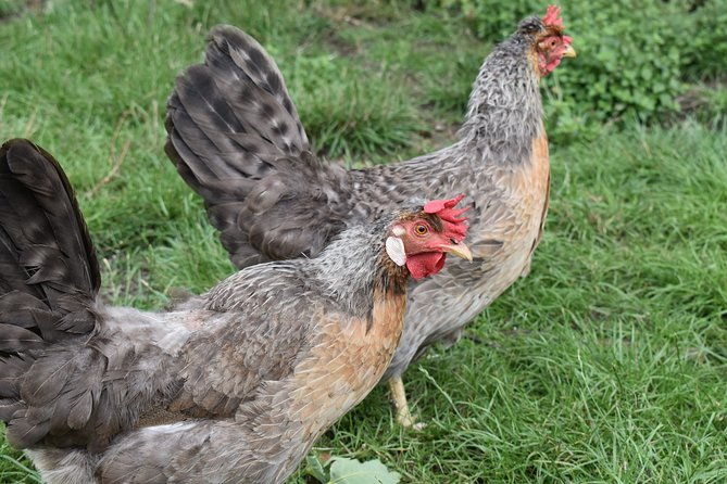 private-day-in-the-cotswolds-tour